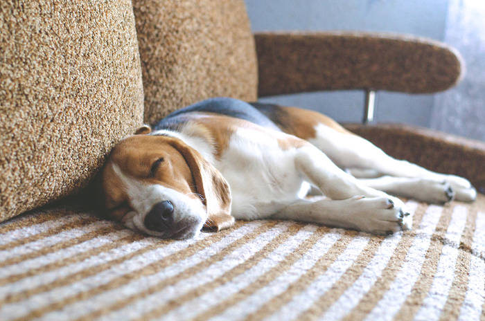 Beagle die op de bank ligt te slapen