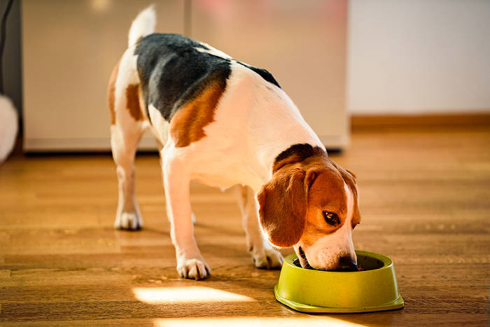 Beagle die uit een bak zijn voedsel eet