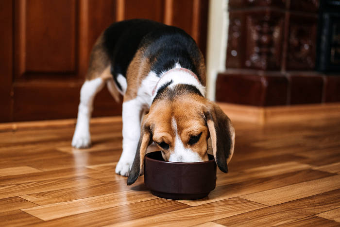 Beagle die uit zijn voederbak eet