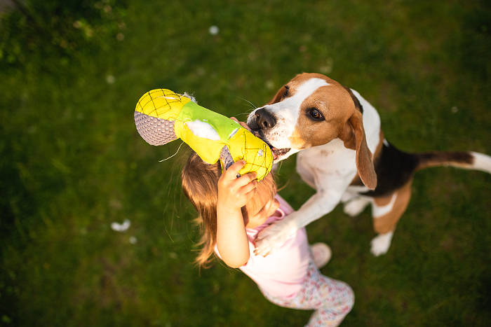 Beagle en jong meisje spelen samen buiten