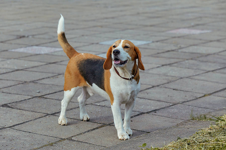 Beagle op straat