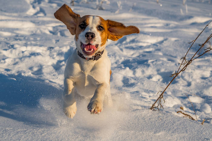 Beagle pup die buiten in de sneeuw rent
