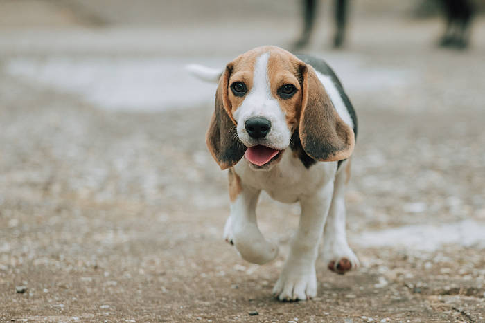 Beagle pup die buiten rondloopt