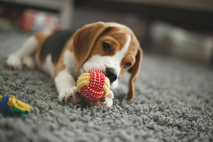 Beagle pup die met een speeltje speelt