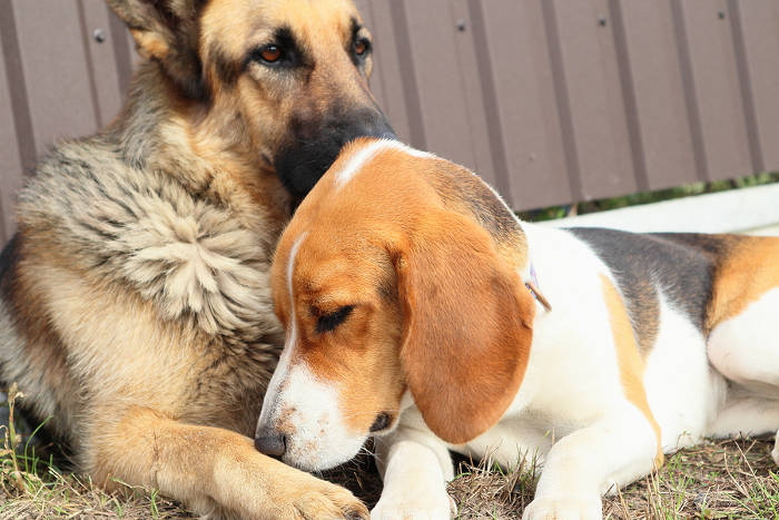 Beagle samen met een duitse herder in de tuin