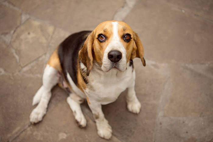 Oude Beagle die buiten op de straat zit