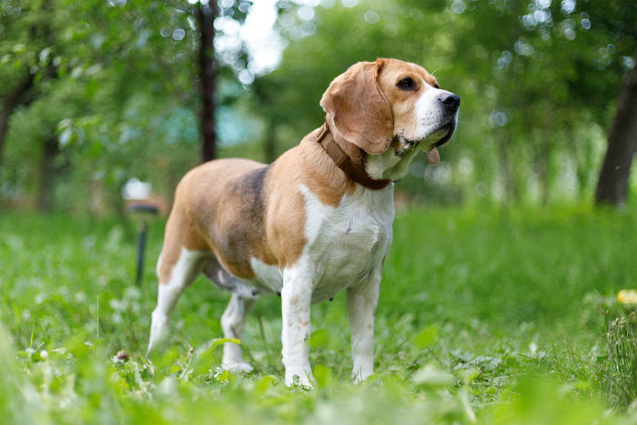Oude Beagle die buiten op het gras zit