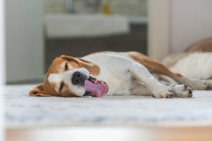 Beagle die thuis op een kleedje ligt te slapen