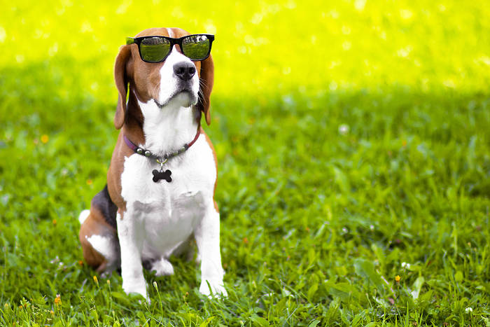 Stoer uitziende Beagle met zonnebril