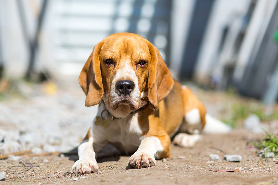 Verdrietig kijkende Beagle die buiten op de straat ligt